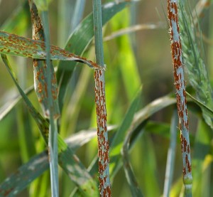 stem_rust_image