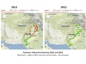 Pakistan Yellow Rust Severity 2013 vs 2012
