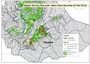 Overview Map: Ethiopia localized stem rust epidemic