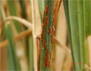 Fig. 1. Wheat stem rust at Dinajpur, May 2014