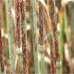 stem rust banner