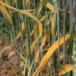 stripe rust