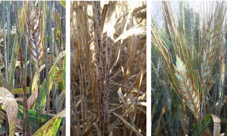 Picture Showing Stem rust on durum wheat, Sicily
