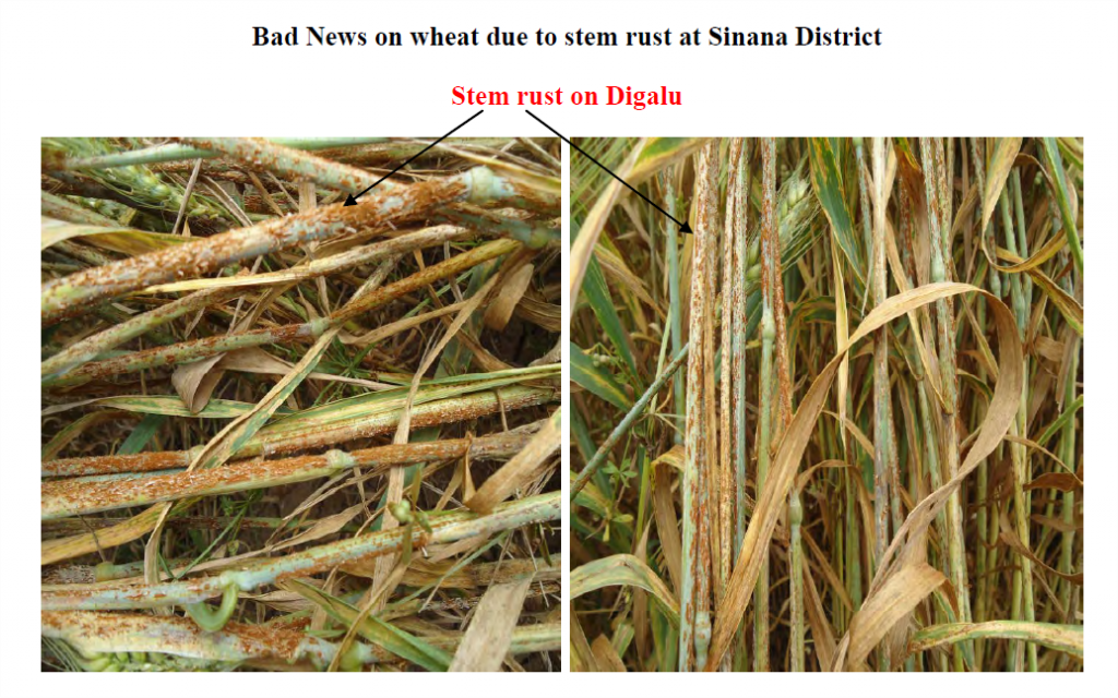 Alert jan 9 2015 summary of ethiopia 2014 15 rust situation re